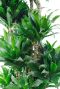 Dracaena diep groene bladeren