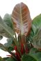 Philodendron blatt