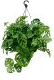 Epipremnum Pinnatum Global Green