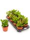 Crassula ovata 8/tray