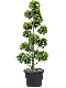 Epipremnum Pinnatum Global Green blad