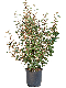 Hoya Serpens blad
