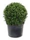 Ilex crenata dark green