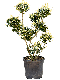 Scindapsus Treubii Dark plant