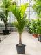 Monstera Siltepecana