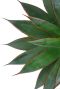 Agave shaka zulu