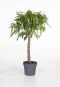 Ficus Amstel King