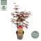 Syngonium Three Kings