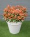 Syngonium Red Spot blad
