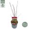 Syngonium Three Kings blad