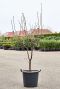 Acer griseum (190-240)