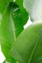 Monstera Siltepecana