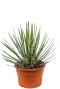 Agave filifera zimmerpflanze