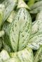 Aglaonema christina p;flanze buntes blatt