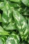Aglaonema maria pflanze blatt