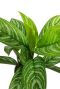 Aglaonema stripes blatt bunt