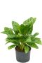 Aglaonema stripes Hydrokulturpflanze