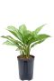 Aglaonema stripes hydroplant