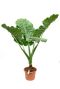 Alocasia macrorrhiza
