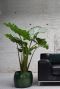 Alocasia portadora pflanze