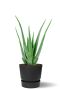 Aloe vera in antraciet greenville