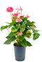 Anthurium sweet dream hydrokulturpflanze