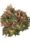 besondere begonia