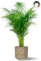 Areca im metall topf
