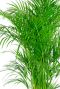 Areca palm 1