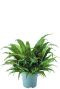 Asplenium antiquum farn