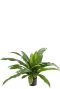 Asplenium fern kunstplant