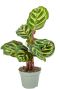 Calathea-makoyana-stekje