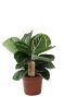 Calathea julia pflanze