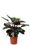 Calathea medaillion