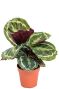 Calathea medallion pflanze