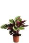 Calathea Angela - Pfeilwurze