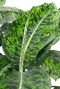 Dieffenbachia Reflector