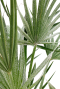 Monstera Siltepecana