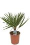 Chamaerops humilis Pflanze