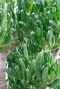 Alocasia Branchifolia Pink Passion blad