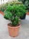 Syngonium Red Spot blad