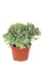 Crassula arborescens sukkulente