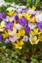 Crocus grootbl