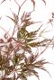 Scindapsus Treubii Dark
