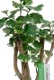 Alocasia Branchifolia Pink Passion blad
