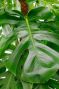 Monstera Siltepecana
