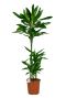 Dracaena-janet-link-online-kaufen-2