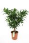 Dracaena Song of Jamaica
