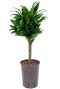 Dracaena compacta hydrokultur auf stamm