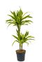 Dracaena fragrans lemon lime drachenbaum